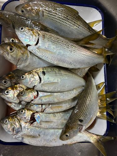 コノシロの釣果