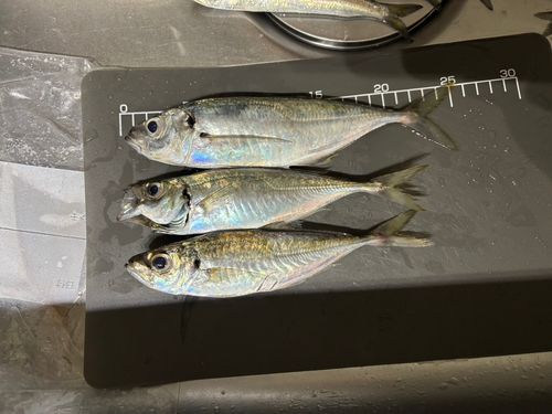 アジの釣果
