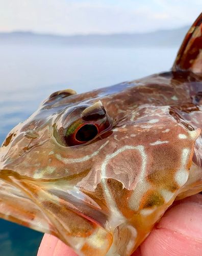 ニジカジカの釣果