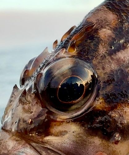 オウゴンムラソイの釣果