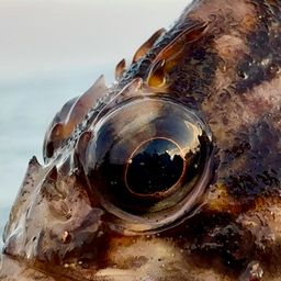 オウゴンムラソイ