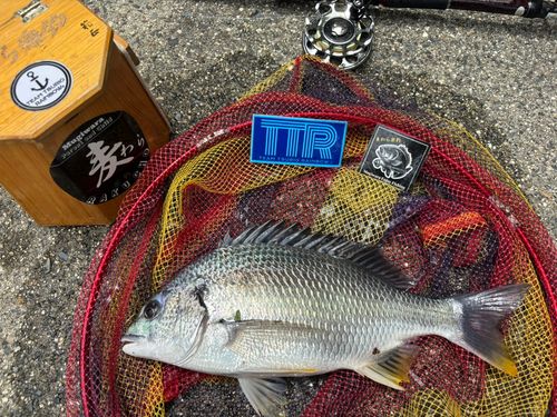 キビレの釣果