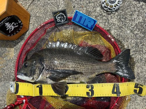 クロダイの釣果