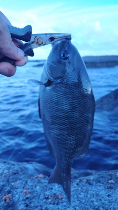 メジナの釣果