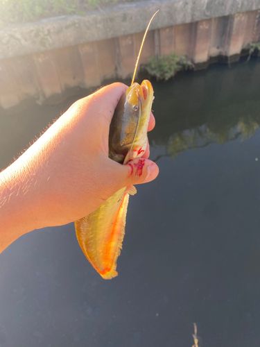 ナマズの釣果