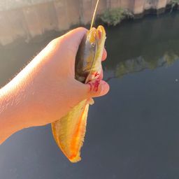 ナマズ