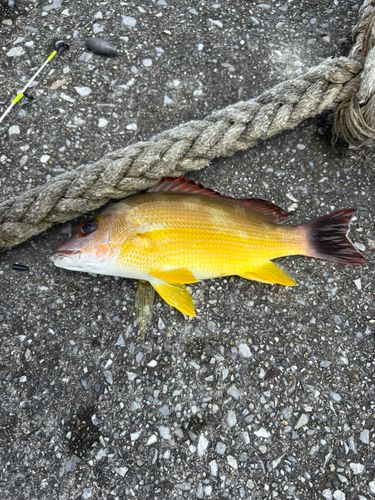 オキフエダイの釣果