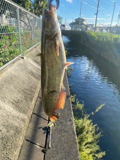 ナマズの釣果