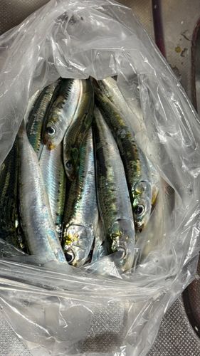 イワシの釣果