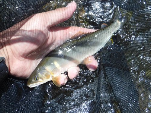 アユの釣果