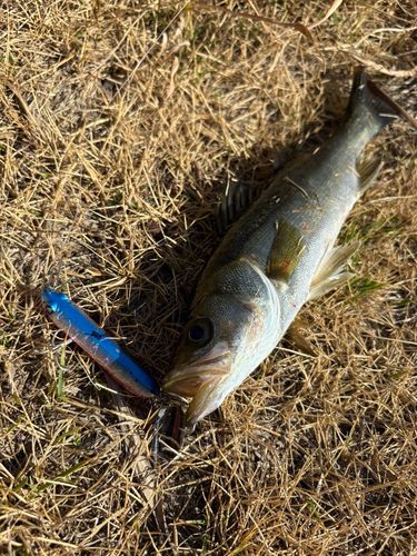 セイゴ（マルスズキ）の釣果