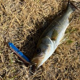 セイゴ（マルスズキ）