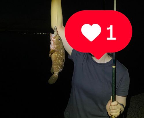 アコウの釣果