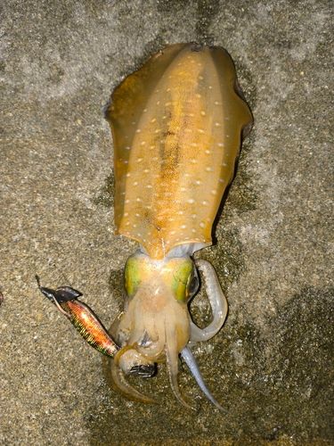 アオリイカの釣果