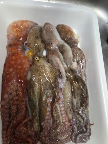 タコの釣果