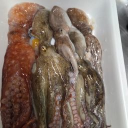 タコ