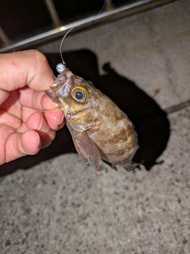 メバルの釣果