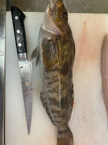 アイナメの釣果