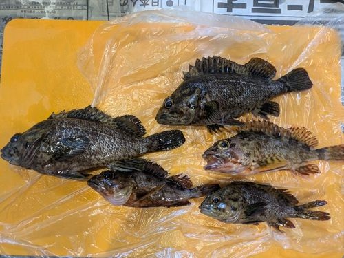 クロソイの釣果
