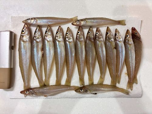 キスの釣果