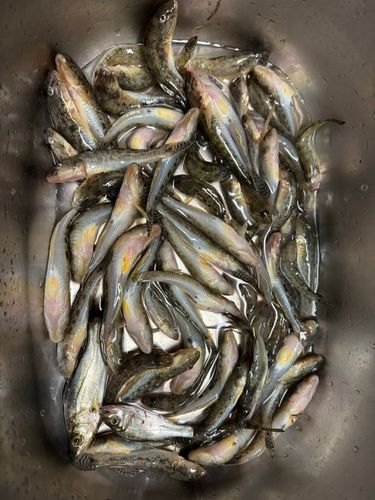 ハゼの釣果