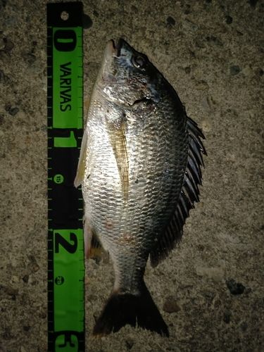 キチヌの釣果