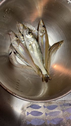 キスの釣果