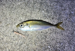 マアジの釣果