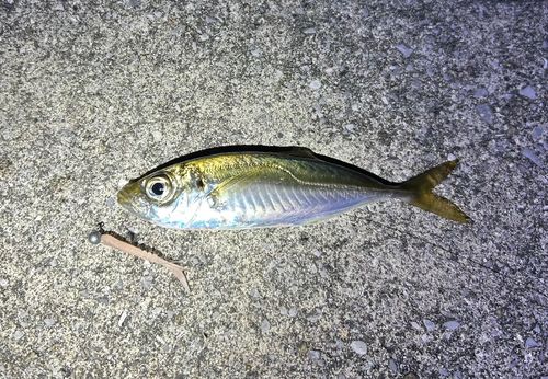 マアジの釣果