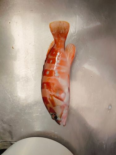 アカハタの釣果