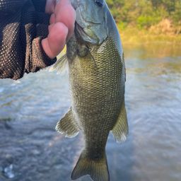 スモールマウスバス