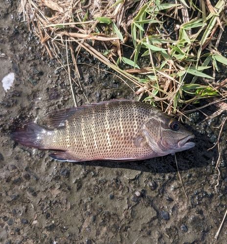 ゴマフエダイの釣果