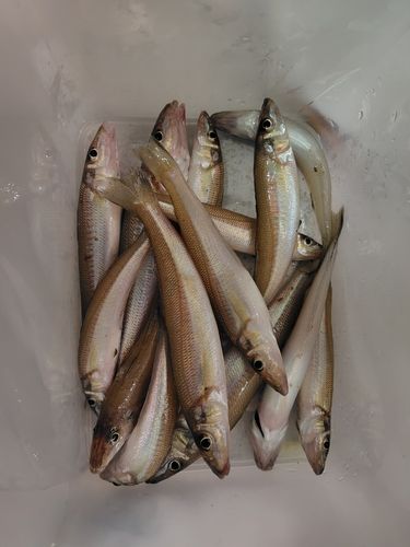 キスの釣果