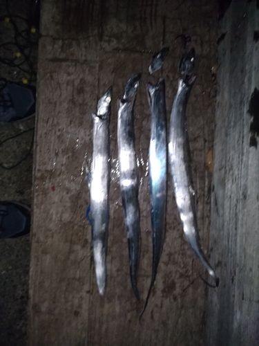 タチウオの釣果