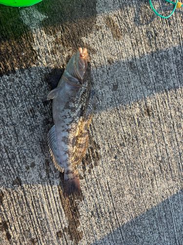 アイナメの釣果