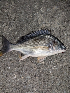 キビレの釣果