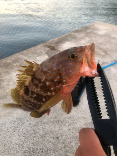 アコウの釣果
