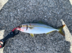 ツバスの釣果