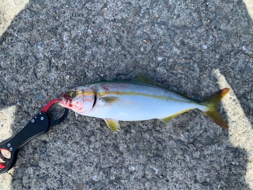 ツバスの釣果