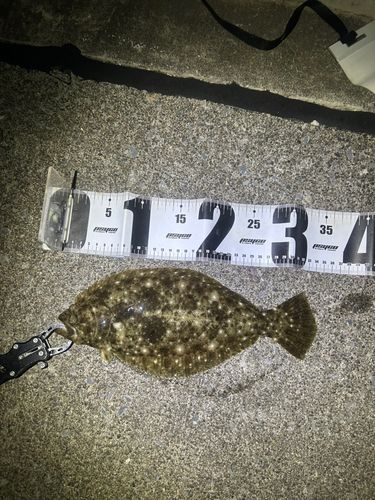 ソゲの釣果