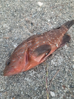 キジハタの釣果