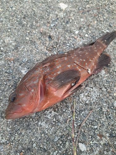 キジハタの釣果