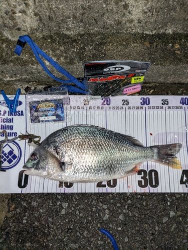 キビレの釣果