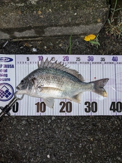 キビレの釣果