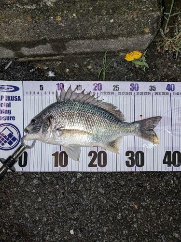 キビレの釣果