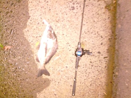 チヌの釣果