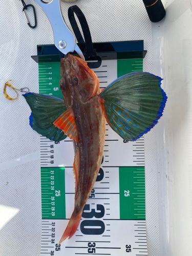 ホウボウの釣果