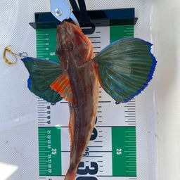 ホウボウ