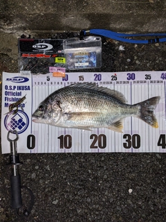 キビレの釣果