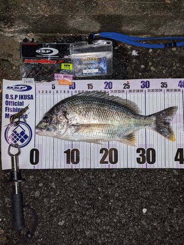 キビレの釣果